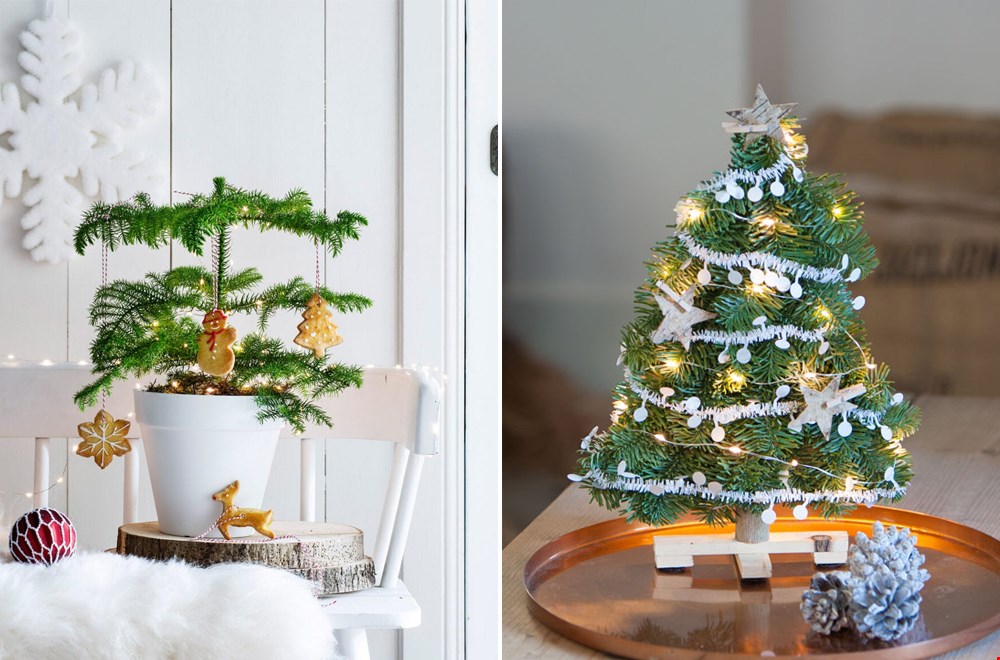 Links: gespot bij Intratuin en rechts: deze komt door de brievenbus en is van Bloompost.nl. Links: gespot bij Intratuin en rechts: deze komt door de brievenbus en is van Bloompost.nl.